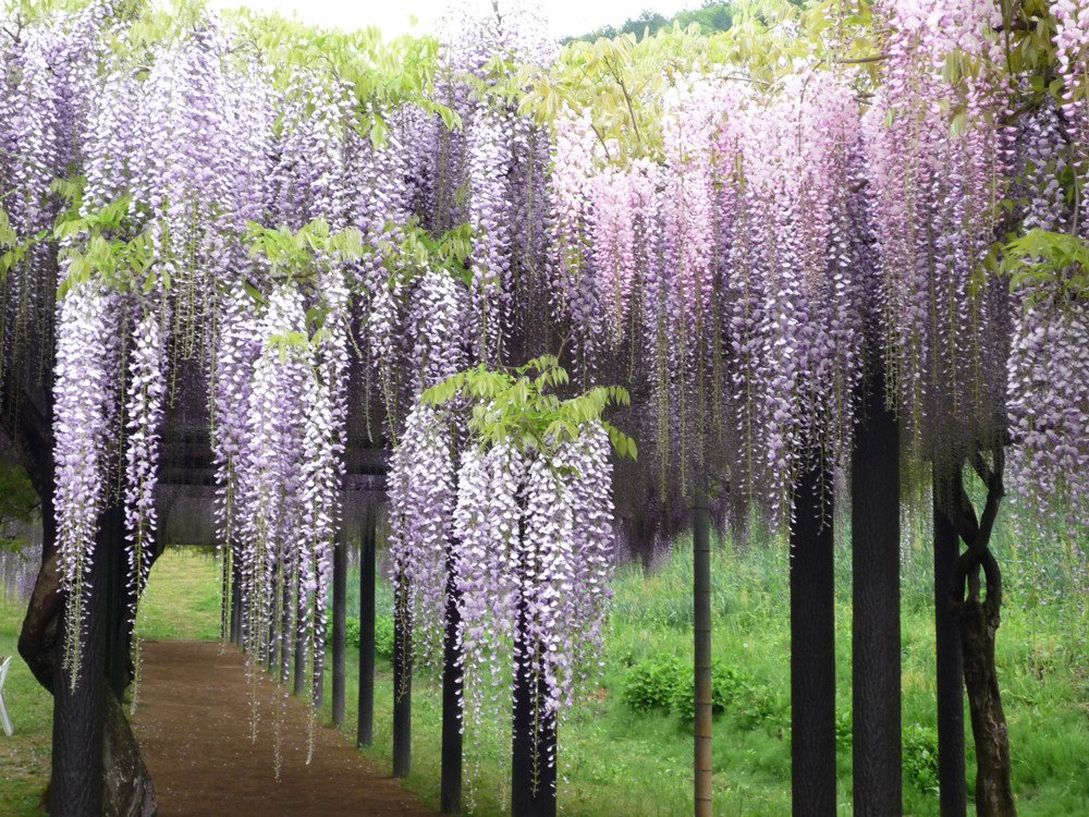 🌸 시라이 오마치 등나무 공원(시라이 오마치 후지코엔) 이미지 9